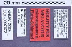 Etikette zu Melanotus microaugustus (Platia & Schimmel, 2001) (NHMW-ZOO-COL-0007672)